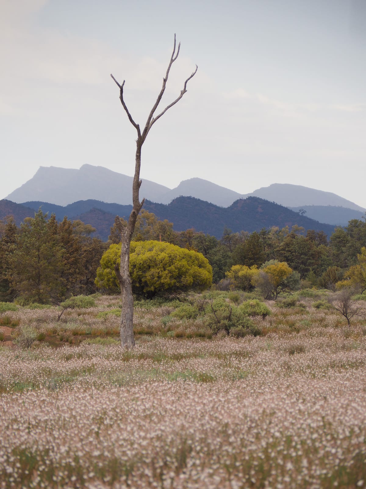 Lamington National Park